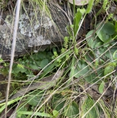 Corysanthes sp. at suppressed - suppressed