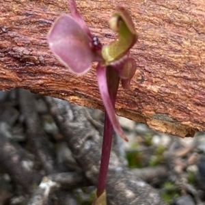 Chiloglottis trapeziformis at Jerrabomberra, NSW - 22 Oct 2021