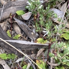 Chiloglottis trapeziformis at Jerrabomberra, NSW - 22 Oct 2021