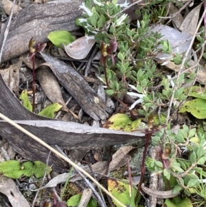 Chiloglottis trapeziformis at Jerrabomberra, NSW - 22 Oct 2021