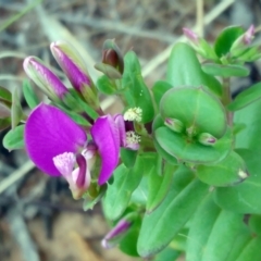 Polygala myrtifolia (Myrtle-leaf Milkwort) at The Pinnacle - 20 Oct 2021 by sangio7