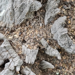 Papyrius sp. (genus) at Jerrabomberra, ACT - suppressed