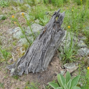 Papyrius sp. (genus) at Jerrabomberra, ACT - suppressed