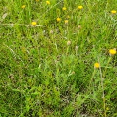 Leptorhynchos squamatus at Jerrabomberra, ACT - 23 Oct 2021