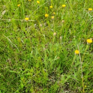 Leptorhynchos squamatus at Jerrabomberra, ACT - 23 Oct 2021