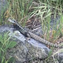 Intellagama lesueurii howittii (Gippsland Water Dragon) at Curtin, ACT - 23 Oct 2021 by BrianH