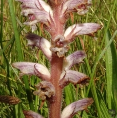 Orobanche minor (Broomrape) at National Arboretum Forests - 8 Nov 2020 by JanetRussell