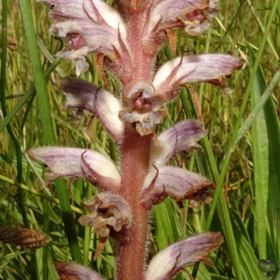 Orobanche minor (Broomrape) at National Arboretum Forests - 8 Nov 2020 by JanetRussell