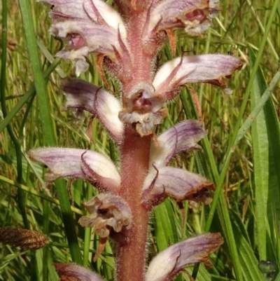 Orobanche minor (Broomrape) at Molonglo Valley, ACT - 8 Nov 2020 by JanetRussell