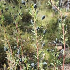 Gompholobium huegelii (pale wedge–pea) at Carwoola, NSW - 23 Oct 2021 by AlexJ