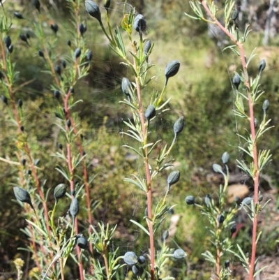 Gompholobium huegelii (pale wedge–pea) at Carwoola, NSW - 23 Oct 2021 by AlexJ