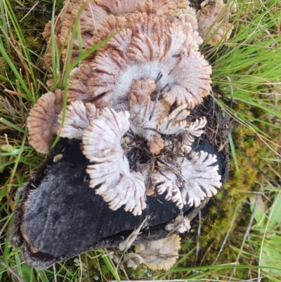 Schizophyllum commune (Split Gill Fungus) at Wamboin, NSW - 2 Oct 2021 by AlexJ