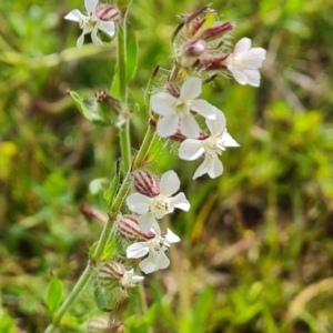 Silene gallica var. gallica at Jerrabomberra, ACT - 23 Oct 2021 03:31 PM