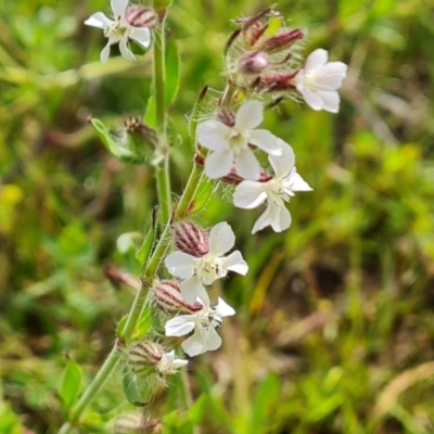Silene gallica var. gallica (French Catchfly) at Jerrabomberra, ACT - 23 Oct 2021 by Mike