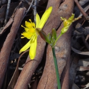 Tricoryne elatior at Molonglo Valley, ACT - 8 Nov 2020