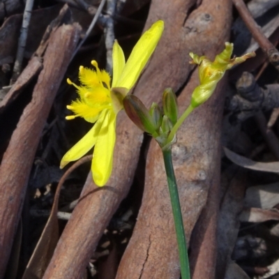 Tricoryne elatior (Yellow Rush Lily) at National Arboretum Forests - 8 Nov 2020 by JanetRussell