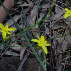 Tricoryne elatior at Molonglo Valley, ACT - 8 Nov 2020