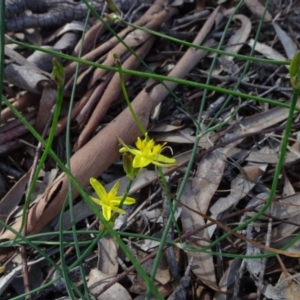 Tricoryne elatior at Molonglo Valley, ACT - 8 Nov 2020