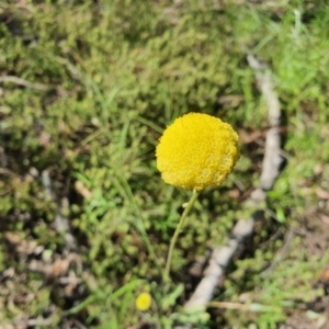 Craspedia sp. at Carwoola, NSW - 23 Oct 2021