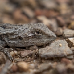 Amphibolurus muricatus (Jacky Lizard) at Paddys River, ACT - 20 Oct 2021 by trevsci