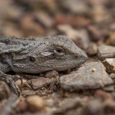 Amphibolurus muricatus (Jacky Lizard) at Paddys River, ACT - 20 Oct 2021 by trevsci