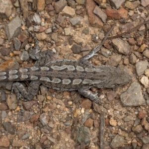 Amphibolurus muricatus at Paddys River, ACT - 20 Oct 2021 12:59 PM