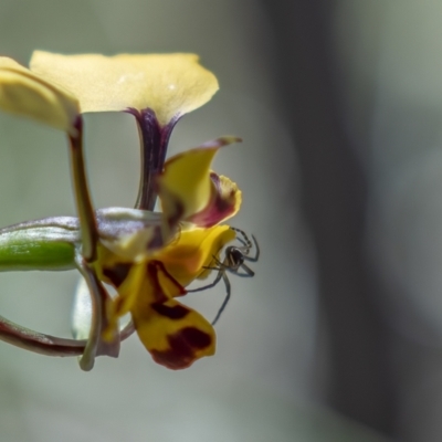 Diuris pardina (Leopard Doubletail) at Cotter River, ACT - 20 Oct 2021 by trevsci