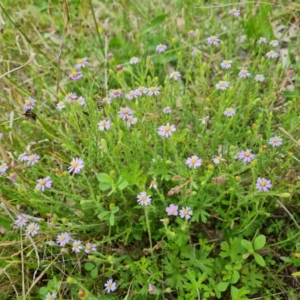 Vittadinia cuneata var. cuneata at Jerrabomberra, ACT - 23 Oct 2021