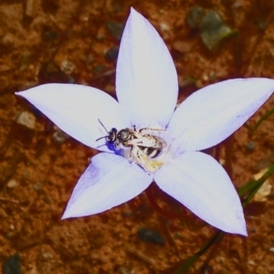 Lasioglossum (Chilalictus) sp. (genus & subgenus) at Molonglo Valley, ACT - 8 Nov 2020