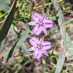 Thysanotus patersonii at Bruce, ACT - 23 Oct 2021