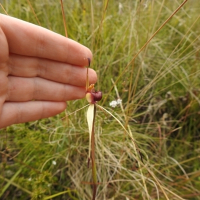 Caladenia montana (Mountain Spider Orchid) at suppressed - 22 Oct 2021 by Liam.m