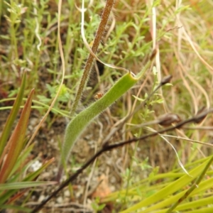 Caladenia montana at Paddys River, ACT - suppressed