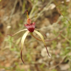 Caladenia montana at Paddys River, ACT - suppressed