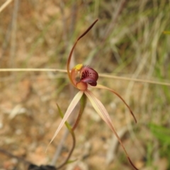 Caladenia montana at Paddys River, ACT - suppressed