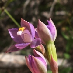 Thelymitra pauciflora at Lyneham, ACT - 23 Oct 2021