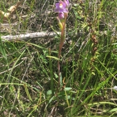 Thelymitra pauciflora at Lyneham, ACT - 23 Oct 2021