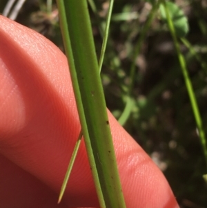 Thelymitra pauciflora at Lyneham, ACT - 23 Oct 2021