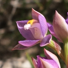 Thelymitra pauciflora at Lyneham, ACT - 23 Oct 2021