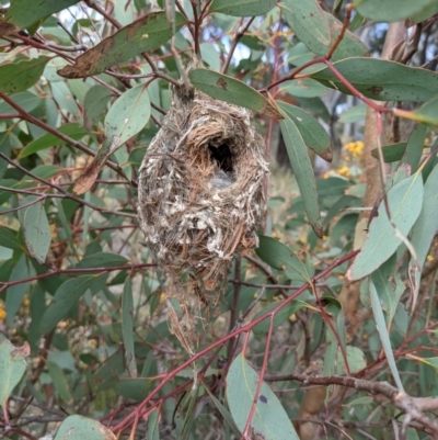 Unidentified Small (Robin, Finch, Thornbill etc) at Bruce, ACT - 23 Oct 2021 by HelenCross