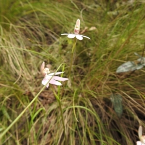 Caladenia carnea at Paddys River, ACT - 23 Oct 2021