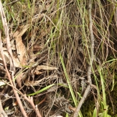 Caladenia carnea at Paddys River, ACT - 23 Oct 2021