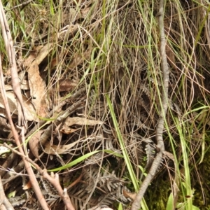 Caladenia carnea at Paddys River, ACT - 23 Oct 2021