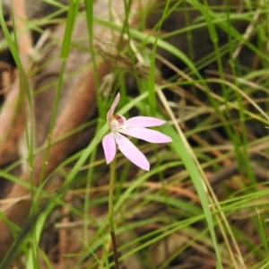 Caladenia carnea at Paddys River, ACT - 23 Oct 2021