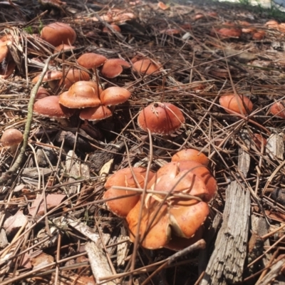 Leratiomcyes ceres (Red Woodchip Fungus) at Braidwood, NSW - 22 Oct 2021 by AlexJ