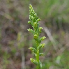 Microtis unifolia (Common Onion Orchid) at Coree, ACT - 22 Oct 2021 by RobynHall