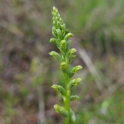 Microtis unifolia (Common Onion Orchid) at Sherwood Forest - 23 Oct 2021 by RobynHall