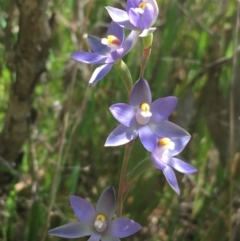 Thelymitra sp. (nuda complex) (Sun Orchid) at Lyneham, ACT - 23 Oct 2021 by NedJohnston