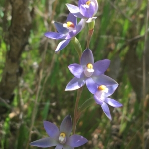 Thelymitra sp. (nuda complex) at Lyneham, ACT - suppressed