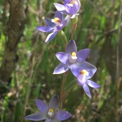 Thelymitra sp. (nuda complex) (Sun Orchid) at Lyneham, ACT - 23 Oct 2021 by NedJohnston