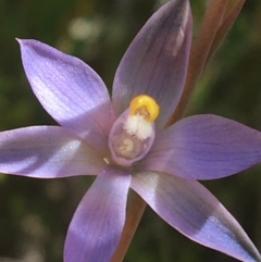 Thelymitra sp. (nuda complex) at Lyneham, ACT - suppressed